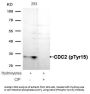 Phospho-CDK1 (Tyr15) Antibody