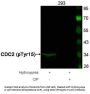 Phospho-CDK1 (Tyr15) Antibody