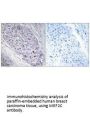 MEF2C Antibody