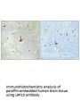 LRP10 Antibody