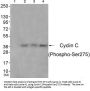 Phospho-CCNC (Ser275) Antibody