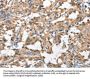 HGF Antibody