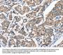 HGF Antibody
