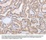 FADD Antibody