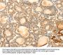 EVA1A Antibody