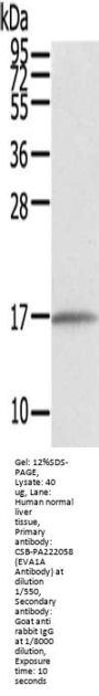 EVA1A Antibody