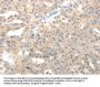 LRP12 Antibody
