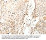 LRP12 Antibody