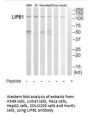 LIPB1 Antibody