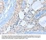 ANKRD54 Antibody