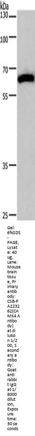 CAMK4 Antibody
