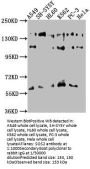 SOS2 Antibody