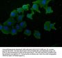SOS2 Antibody