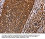 GUK1 Antibody
