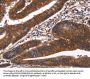 GUK1 Antibody