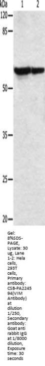 VIM Antibody