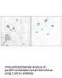 S100A1 Antibody