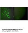 S100A1 Antibody