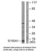 S100A1 Antibody