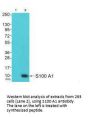 S100A1 Antibody