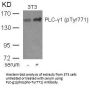 Phospho-PLCG1 (Tyr771) Antibody