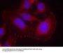 Phospho-PLCG1 (Tyr771) Antibody