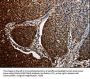 BID Antibody