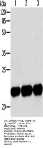 BID Antibody