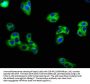 KCNE3 Antibody