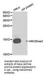 Histone H4K20me2 Antibody