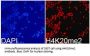 Histone H4K20me2 Antibody