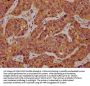 CD164 Antibody