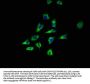 CD164 Antibody