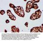 SP3 Antibody