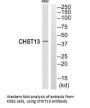 CHST13 Antibody