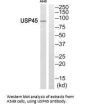 USP45 Antibody