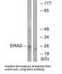 ERAS Antibody
