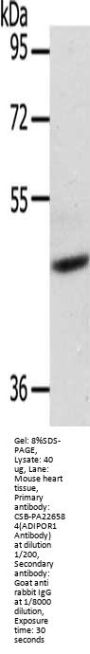 ADIPOR1 Antibody