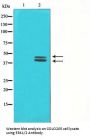 MAPK3/MAPK1 Antibody