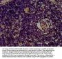 CLC Antibody