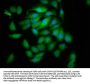 CLC Antibody