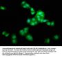 LZTS1 Antibody