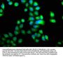 PDE1A Antibody