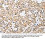APPBP2 Antibody