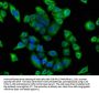 POU4F1 Antibody