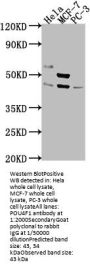 POU4F1 Antibody