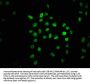 GABPA Antibody