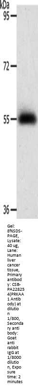 PRKAA1 Antibody