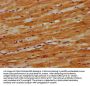 DNAJC15 Antibody
