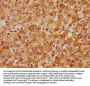 DNAJC15 Antibody
